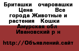 Бриташки - очаровашки.  › Цена ­ 3 000 - Все города Животные и растения » Кошки   . Амурская обл.,Ивановский р-н